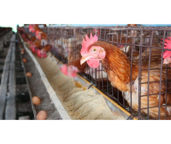 Contenido e-learning UF0017 Proceso de Fecundación y Operaciones de Recepción y Manejo de Aves y Huevos 